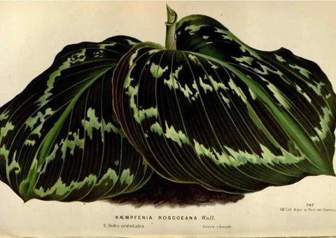Reproducción/Reproduction 49588295507: Flore des serres et des jardins de l'Europe. A Gand :chez Louis van Houtte, eÌditeur,1845-1880.. 