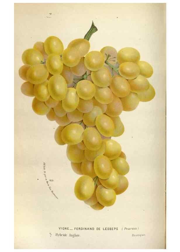 Reproducción/Reproduction 49588293807: Flore des serres et des jardins de l'Europe. A Gand :chez Louis van Houtte, eÌditeur,1845-1880.. 