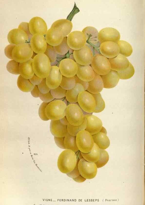 Reproducción/Reproduction 49588293807: Flore des serres et des jardins de l'Europe. A Gand :chez Louis van Houtte, eÌditeur,1845-1880.. 