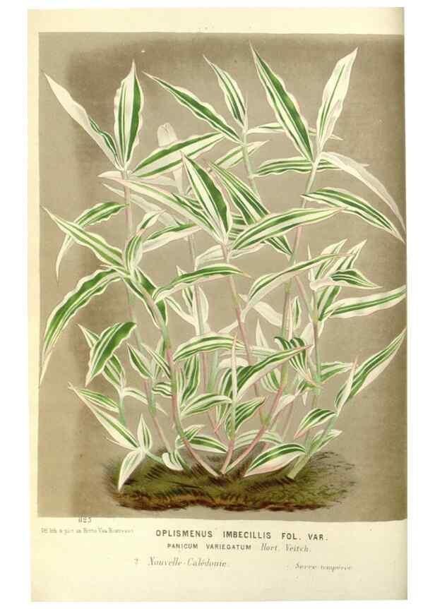 Reproducción/Reproduction 49588167302: Flore des serres et des jardins de l'Europe. A Gand :chez Louis van Houtte, eÌditeur,1845-1880.. 