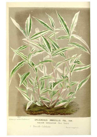 Reproducción/Reproduction 49588167302: Flore des serres et des jardins de l'Europe. A Gand :chez Louis van Houtte, eÌditeur,1845-1880.. 