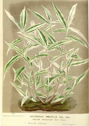Reproducción/Reproduction 49588167302: Flore des serres et des jardins de l'Europe. A Gand :chez Louis van Houtte, eÌditeur,1845-1880.. 