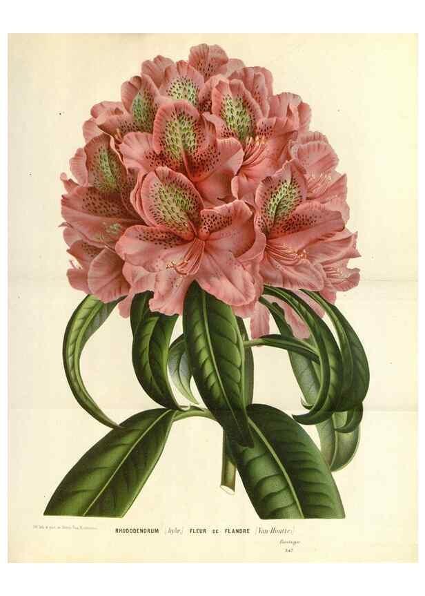 Reproducción/Reproduction 49588184862: Flore des serres et des jardins de l'Europe. A Gand :chez Louis van Houtte, eÌditeur,1845-1880.. 