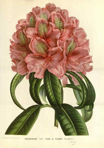 Reproducción/Reproduction 49588184862: Flore des serres et des jardins de l'Europe. A Gand :chez Louis van Houtte, eÌditeur,1845-1880.. 