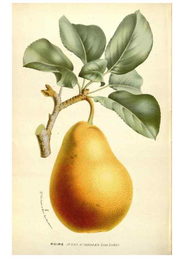 Reproducción/Reproduction 49588184377: Flore des serres et des jardins de l'Europe. A Gand :chez Louis van Houtte, eÌditeur,1845-1880.. 