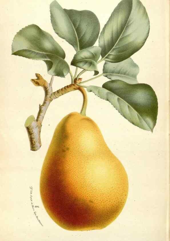 Reproducción/Reproduction 49588184377: Flore des serres et des jardins de l'Europe. A Gand :chez Louis van Houtte, eÌditeur,1845-1880.. 