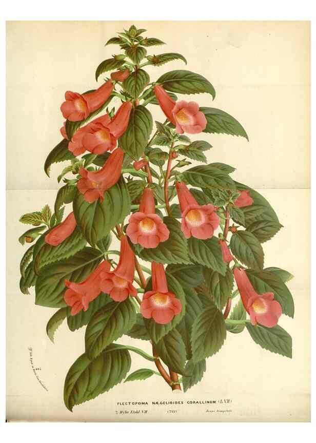 Reproducción/Reproduction 49588172792: Flore des serres et des jardins de l'Europe. A Gand :chez Louis van Houtte, eÌditeur,1845-1880.. 