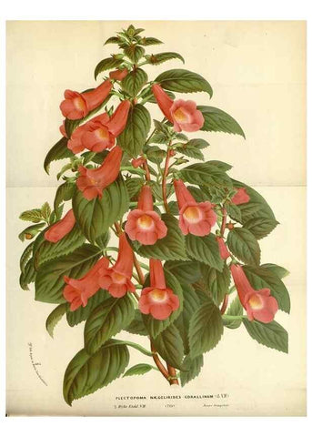 Reproducción/Reproduction 49588172792: Flore des serres et des jardins de l'Europe. A Gand :chez Louis van Houtte, eÌditeur,1845-1880.. 