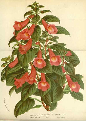 Reproducción/Reproduction 49588172792: Flore des serres et des jardins de l'Europe. A Gand :chez Louis van Houtte, eÌditeur,1845-1880.. 