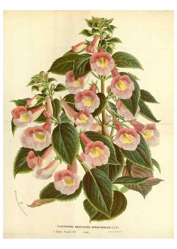 Reproducción/Reproduction 49587928266: Flore des serres et des jardins de l'Europe. A Gand :chez Louis van Houtte, eÌditeur,1845-1880.. 