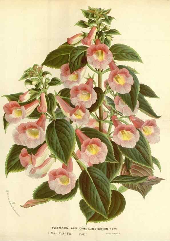 Reproducción/Reproduction 49587928266: Flore des serres et des jardins de l'Europe. A Gand :chez Louis van Houtte, eÌditeur,1845-1880.. 