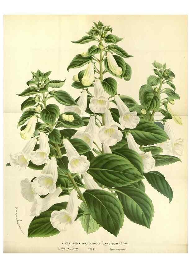 Reproducción/Reproduction 49587433818: Flore des serres et des jardins de l'Europe. A Gand :chez Louis van Houtte, eÌditeur,1845-1880.. 