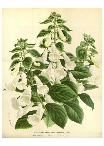 Reproducción/Reproduction 49587433818: Flore des serres et des jardins de l'Europe. A Gand :chez Louis van Houtte, eÌditeur,1845-1880.. 
