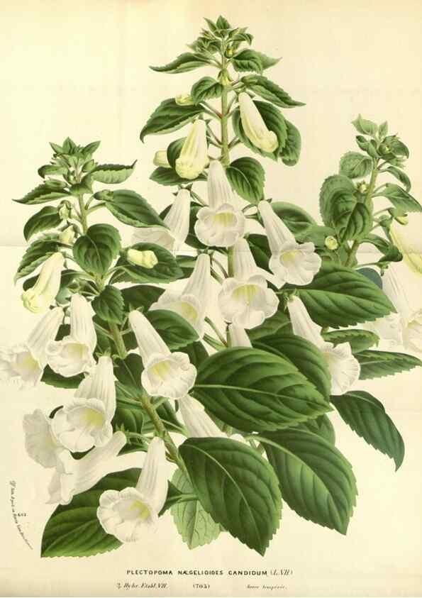 Reproducción/Reproduction 49587433818: Flore des serres et des jardins de l'Europe. A Gand :chez Louis van Houtte, eÌditeur,1845-1880.. 