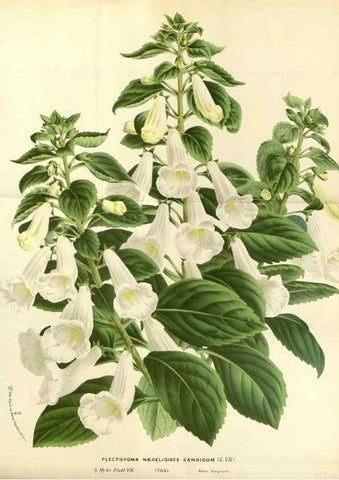 Reproducción/Reproduction 49587433818: Flore des serres et des jardins de l'Europe. A Gand :chez Louis van Houtte, eÌditeur,1845-1880.. 