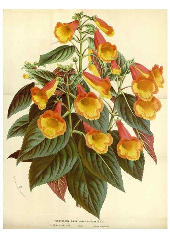 Reproducción/Reproduction 49587434078: Flore des serres et des jardins de l'Europe. A Gand :chez Louis van Houtte, eÌditeur,1845-1880.. 