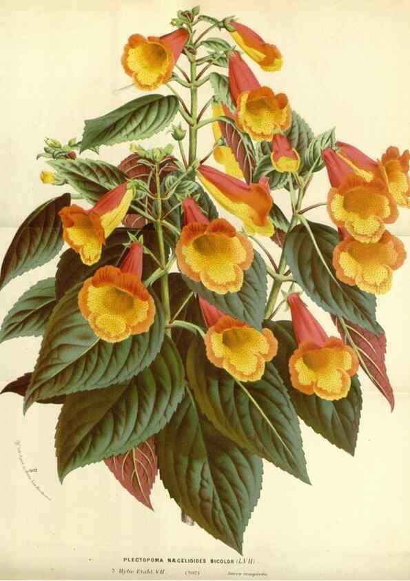 Reproducción/Reproduction 49587434078: Flore des serres et des jardins de l'Europe. A Gand :chez Louis van Houtte, eÌditeur,1845-1880.. 