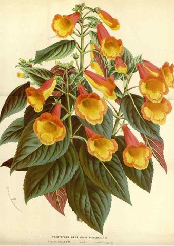 Reproducción/Reproduction 49587434078: Flore des serres et des jardins de l'Europe. A Gand :chez Louis van Houtte, eÌditeur,1845-1880.. 