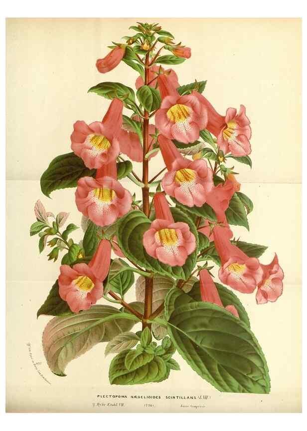 Reproducción/Reproduction 49587434343: Flore des serres et des jardins de l'Europe. A Gand :chez Louis van Houtte, eÌditeur,1845-1880.. 
