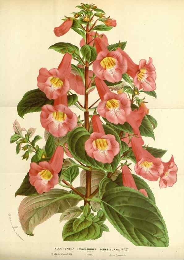 Reproducción/Reproduction 49587434343: Flore des serres et des jardins de l'Europe. A Gand :chez Louis van Houtte, eÌditeur,1845-1880.. 