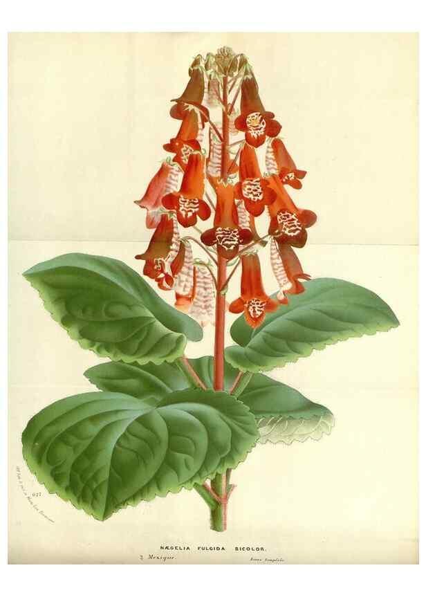 Reproducción/Reproduction 49587434558: Flore des serres et des jardins de l'Europe. A Gand :chez Louis van Houtte, eÌditeur,1845-1880.. 