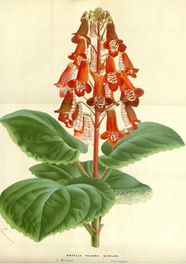 Reproducción/Reproduction 49587434558: Flore des serres et des jardins de l'Europe. A Gand :chez Louis van Houtte, eÌditeur,1845-1880.. 