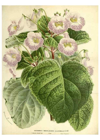 Reproducción/Reproduction 49587929466: Flore des serres et des jardins de l'Europe. A Gand :chez Louis van Houtte, eÌditeur,1845-1880.. 