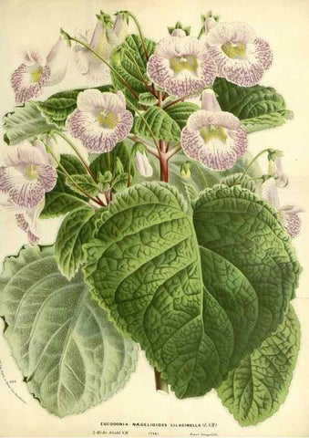 Reproducción/Reproduction 49587929466: Flore des serres et des jardins de l'Europe. A Gand :chez Louis van Houtte, eÌditeur,1845-1880.. 