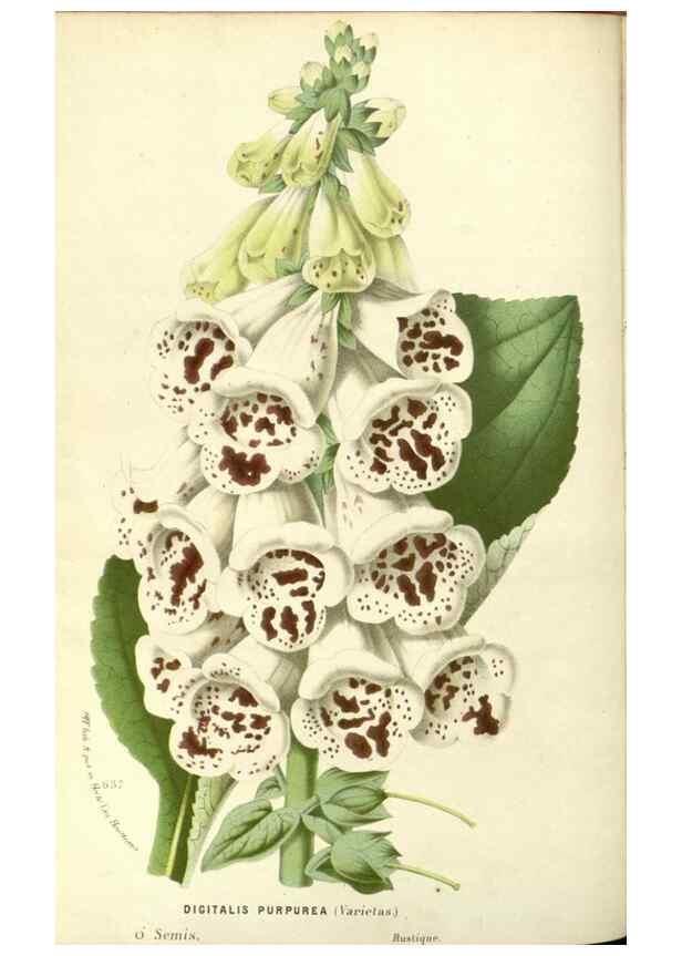 Reproducción/Reproduction 49587435013: Flore des serres et des jardins de l'Europe. A Gand :chez Louis van Houtte, eÌditeur,1845-1880.. 