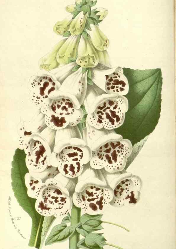 Reproducción/Reproduction 49587435013: Flore des serres et des jardins de l'Europe. A Gand :chez Louis van Houtte, eÌditeur,1845-1880.. 