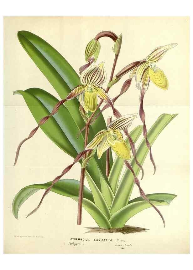 Reproducción/Reproduction 49587929876: Flore des serres et des jardins de l'Europe. A Gand :chez Louis van Houtte, eÌditeur,1845-1880.. 