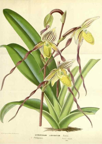 Reproducción/Reproduction 49587929876: Flore des serres et des jardins de l'Europe. A Gand :chez Louis van Houtte, eÌditeur,1845-1880.. 