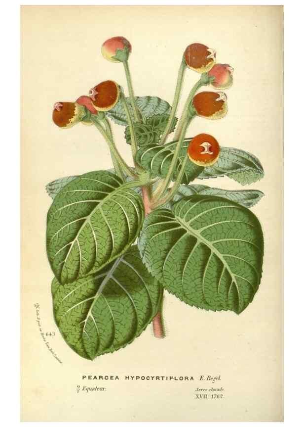 Reproducción/Reproduction 49588175012: Flore des serres et des jardins de l'Europe. A Gand :chez Louis van Houtte, eÌditeur,1845-1880.. 