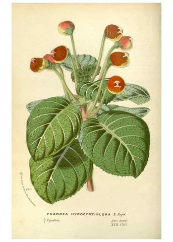 Reproducción/Reproduction 49588175012: Flore des serres et des jardins de l'Europe. A Gand :chez Louis van Houtte, eÌditeur,1845-1880.. 