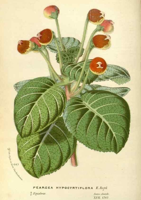 Reproducción/Reproduction 49588175012: Flore des serres et des jardins de l'Europe. A Gand :chez Louis van Houtte, eÌditeur,1845-1880.. 