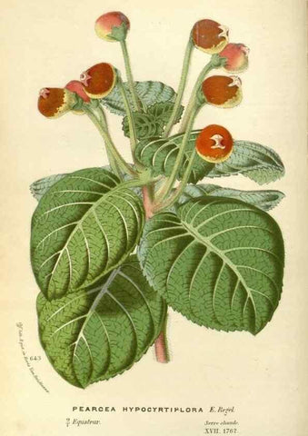 Reproducción/Reproduction 49588175012: Flore des serres et des jardins de l'Europe. A Gand :chez Louis van Houtte, eÌditeur,1845-1880.. 