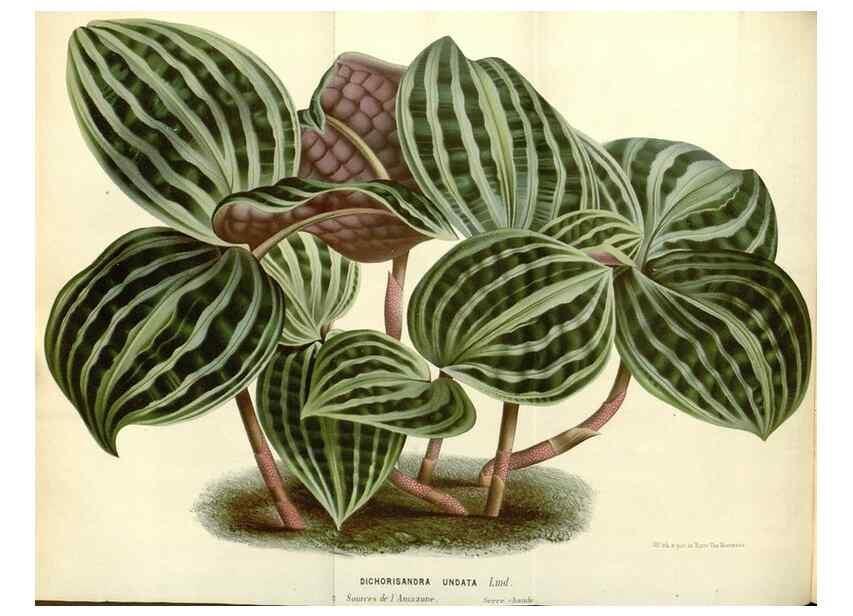 Reproducción/Reproduction 49587435703: Flore des serres et des jardins de l'Europe. A Gand :chez Louis van Houtte, eÌditeur,1845-1880.. 