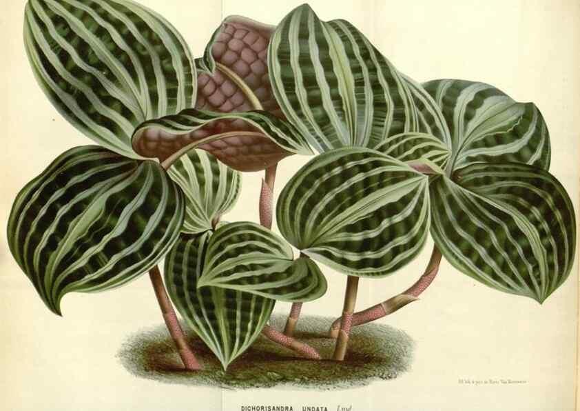 Reproducción/Reproduction 49587435703: Flore des serres et des jardins de l'Europe. A Gand :chez Louis van Houtte, eÌditeur,1845-1880.. 
