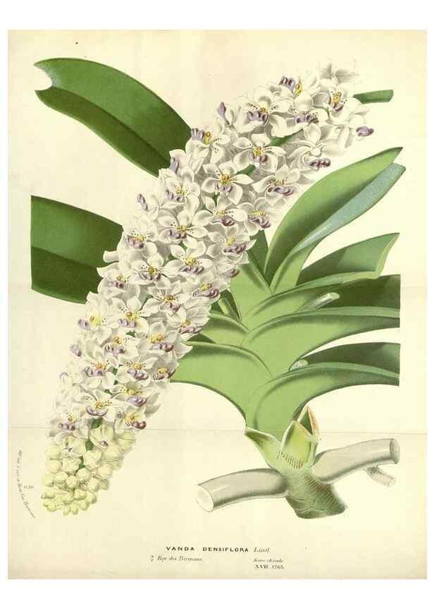 Reproducción/Reproduction 49588175387: Flore des serres et des jardins de l'Europe. A Gand :chez Louis van Houtte, eÌditeur,1845-1880.. 