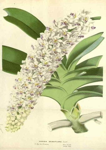 Reproducción/Reproduction 49588175387: Flore des serres et des jardins de l'Europe. A Gand :chez Louis van Houtte, eÌditeur,1845-1880.. 