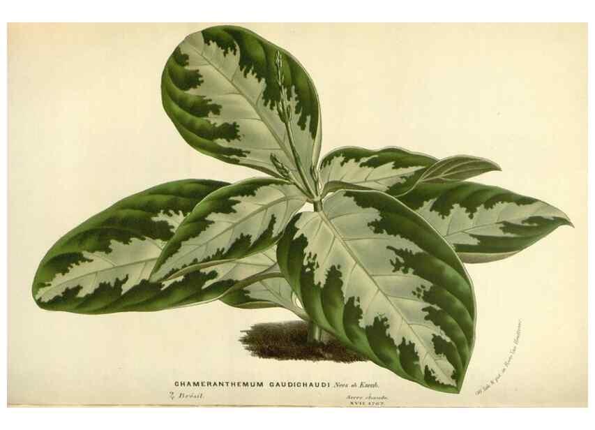 Reproducción/Reproduction 49587436173: Flore des serres et des jardins de l'Europe. A Gand :chez Louis van Houtte, eÌditeur,1845-1880.. 
