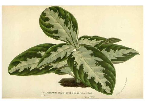 Reproducción/Reproduction 49587436173: Flore des serres et des jardins de l'Europe. A Gand :chez Louis van Houtte, eÌditeur,1845-1880.. 
