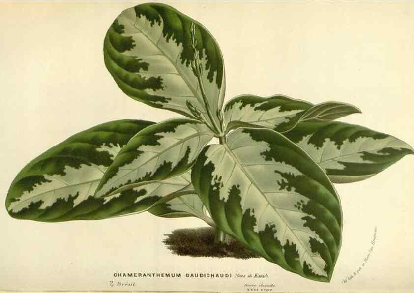 Reproducción/Reproduction 49587436173: Flore des serres et des jardins de l'Europe. A Gand :chez Louis van Houtte, eÌditeur,1845-1880.. 