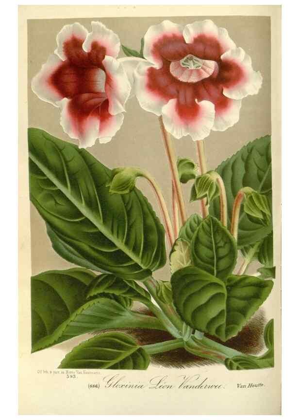 Reproducción/Reproduction 49587436358: Flore des serres et des jardins de l'Europe. A Gand :chez Louis van Houtte, eÌditeur,1845-1880.. 