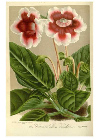 Reproducción/Reproduction 49587436358: Flore des serres et des jardins de l'Europe. A Gand :chez Louis van Houtte, eÌditeur,1845-1880.. 
