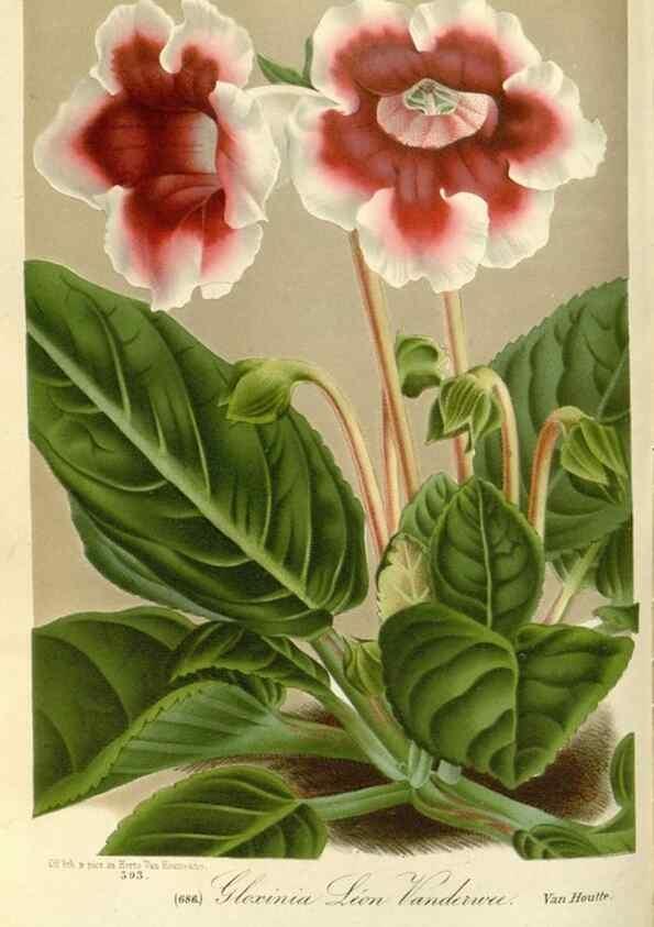 Reproducción/Reproduction 49587436358: Flore des serres et des jardins de l'Europe. A Gand :chez Louis van Houtte, eÌditeur,1845-1880.. 