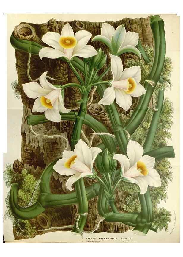 Reproducción/Reproduction 49588175967: Flore des serres et des jardins de l'Europe. A Gand :chez Louis van Houtte, eÌditeur,1845-1880.. 