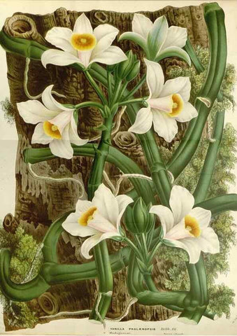 Reproducción/Reproduction 49588175967: Flore des serres et des jardins de l'Europe. A Gand :chez Louis van Houtte, eÌditeur,1845-1880.. 