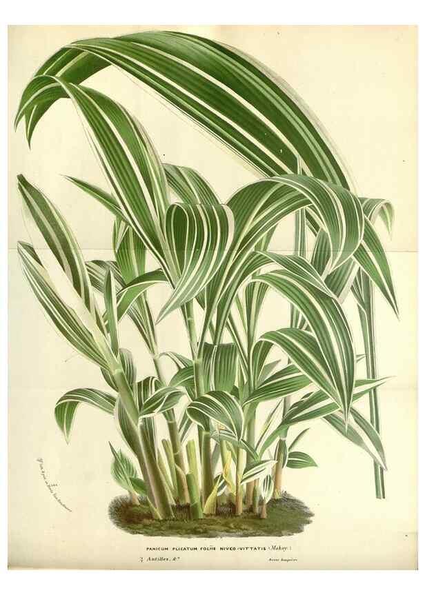 Reproducción/Reproduction 49587927701: Flore des serres et des jardins de l'Europe. A Gand :chez Louis van Houtte, eÌditeur,1845-1880.. 