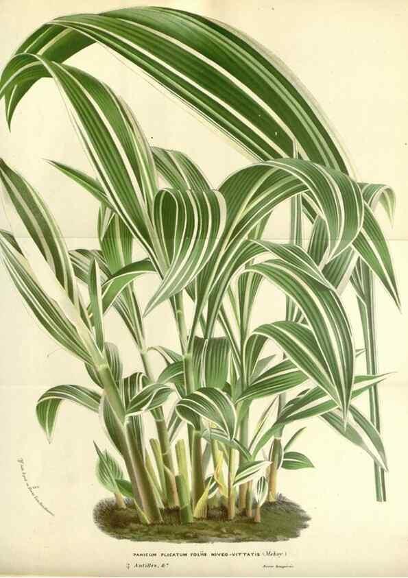 Reproducción/Reproduction 49587927701: Flore des serres et des jardins de l'Europe. A Gand :chez Louis van Houtte, eÌditeur,1845-1880.. 
